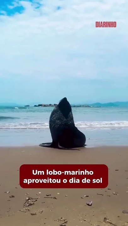 Lobo-marinho curtiu a Praia do Gravatá