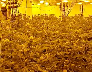 Police discover £500k cannabis factory in old high street bank