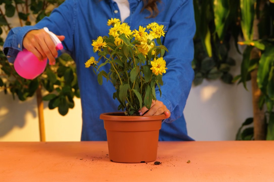 Stimulez la croissance de vos plantes grâce à c...