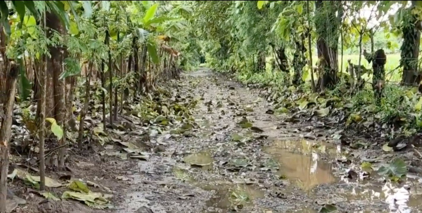 Productores solicitan una evaluación más precisa de daños tras intensas lluvias en el país