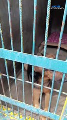 Esperanza tras el desastre seis mascotas rescatadas en Bajo Llojeta buscan un hogar