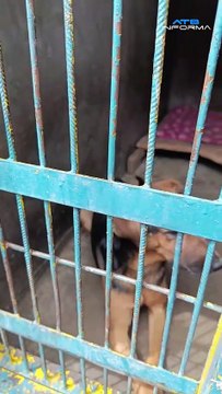 Esperanza tras el desastre seis mascotas rescatadas en Bajo Llojeta buscan un hogar