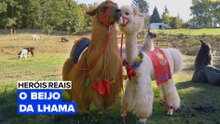 Heróis Reais: O Beijo da Lhama
