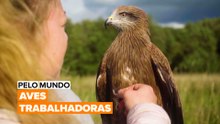 Pelo Mundo: Aves Trabalhadoras