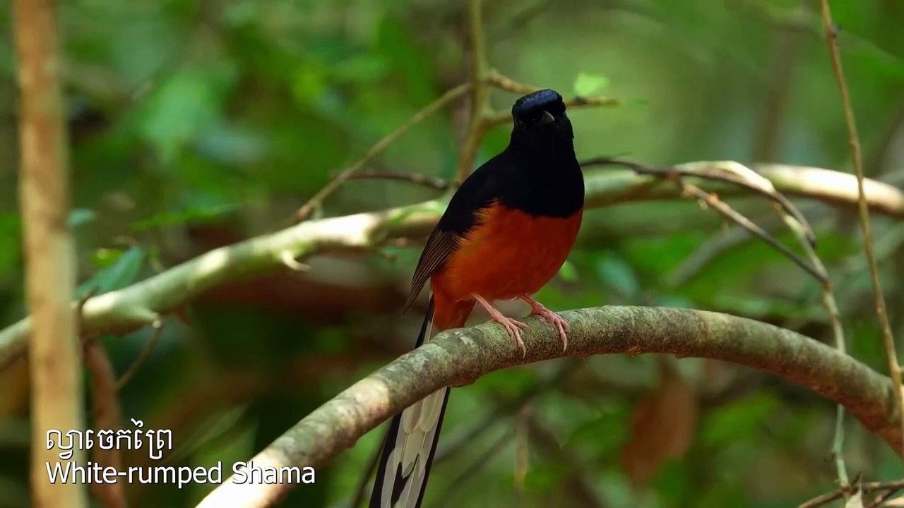 Multi species bird​ in Cambodia បក្សាបក្សីច្រើនជីវៈចំរុះ