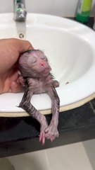 Adorable Baby Monkey's First Bath 🐒