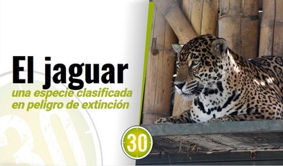 ¡Una hermosura! Nala encuentra nuevo hogar en el Zoológico de Cali