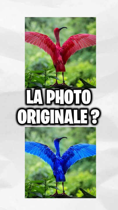 Retrouve la photo originale ?