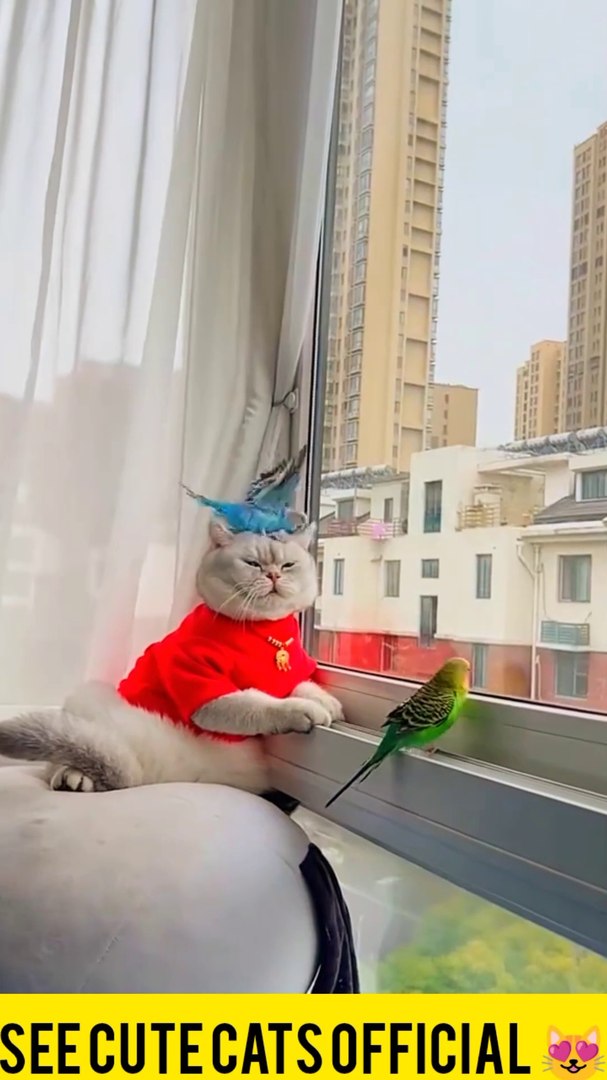 ⁣See me entertainment, cute cats,pets animals.