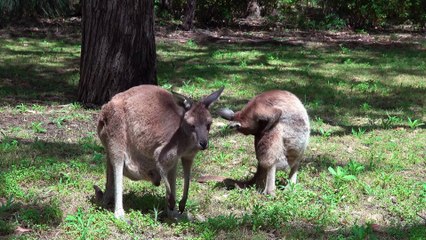 Get to know wildlife and zoo animals.