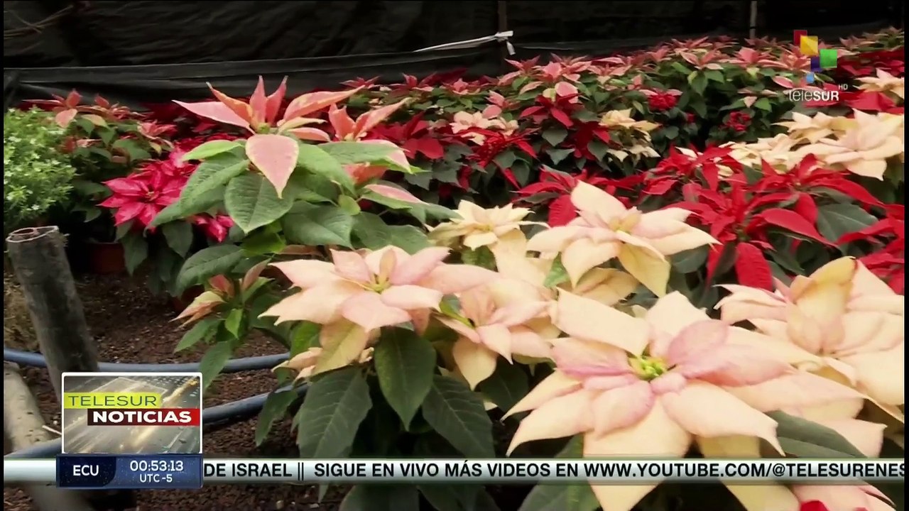 En México, productores de nochebuena se preparan para la temporada navideña