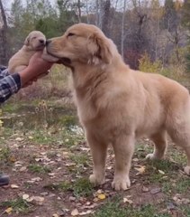 Un Golden Retriever que acaba de ser papá conoce a su hijo por primera vez