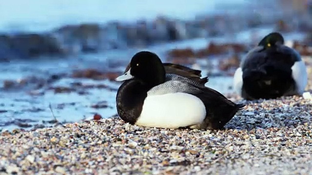 The Scaup: Close Up HD Footage (Aythya marila)