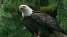 Mind-Blowing Eagle Eyesight Facts in 60 Seconds!