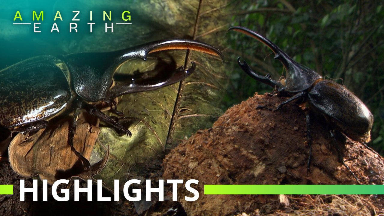 Amazing Earth: The love transformation of a Hercules beetle!