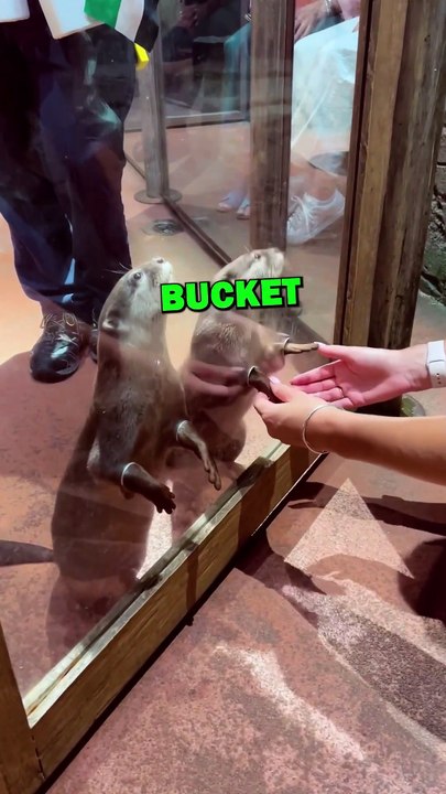 HOLDING HANDS WITH OTTERS! #animals #animalstories #pets #animalrescue #cute #cuteanimals