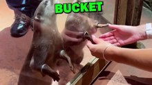 HOLDING HANDS WITH OTTERS! #animals #animalstories #pets #animalrescue #cute #cuteanimals