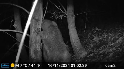 Un castor à Bruxelles: première en 200 ans!