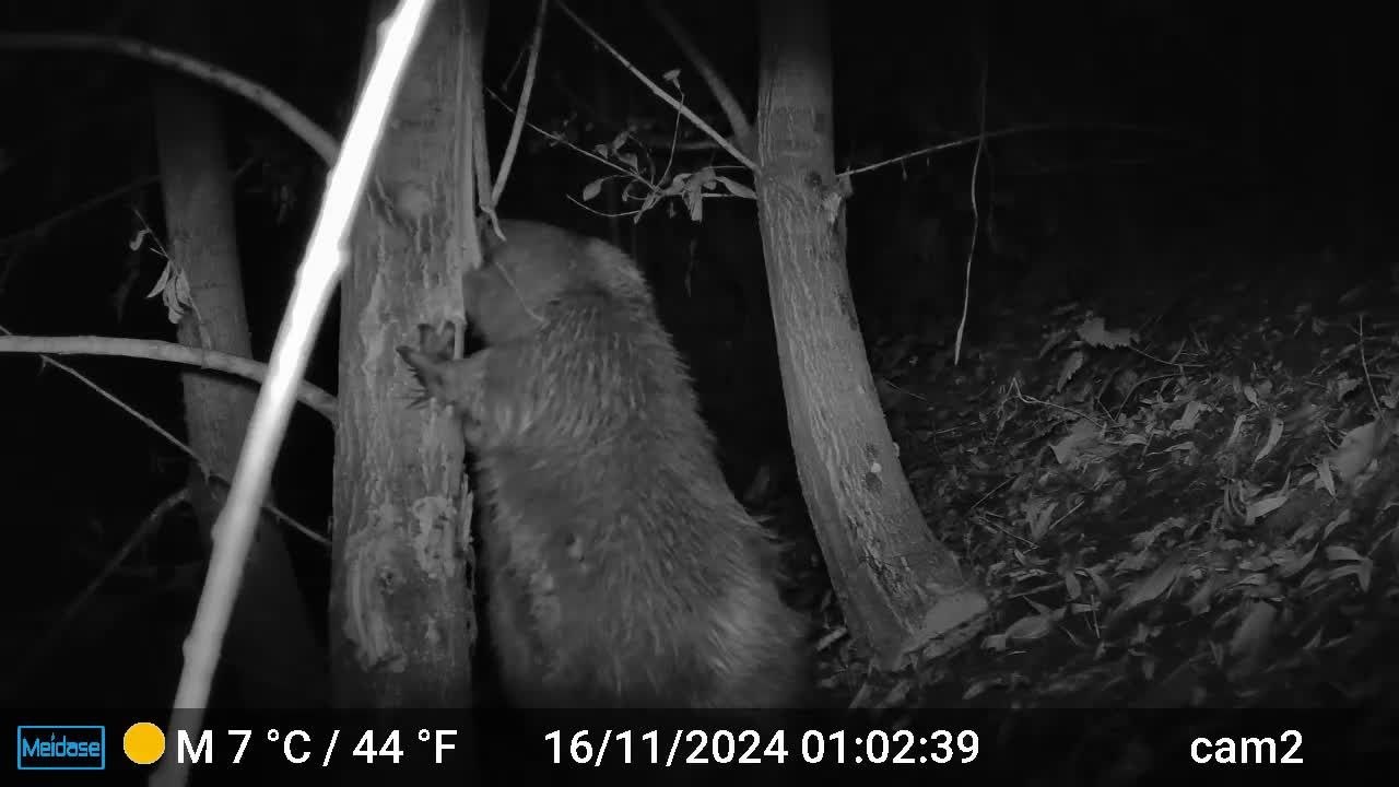 Un castor à Bruxelles: première en 200 ans!