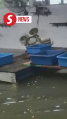 Floods: Over 400 cats at risk with Pasir Mas shelter under 2m of water
