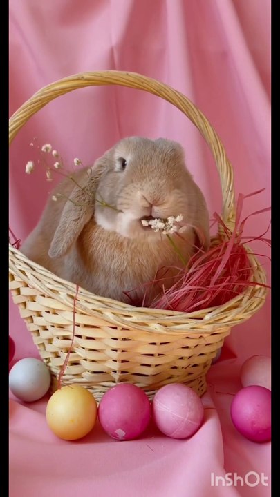 bunny eating _eating food  _looking so beautiful 🐰🐰🐰🐰🐰