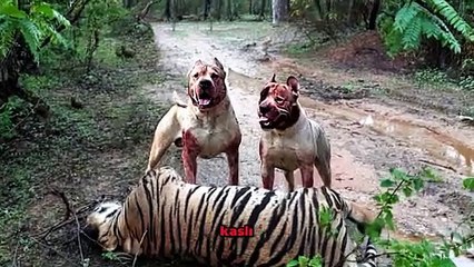 Pitbull Vahşi Yırtıcı Hayvanlar Kadar Güçlüdür!