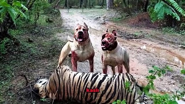 Pitbull Vahşi Yırtıcı Hayvanlar Kadar Güçlüdür!
