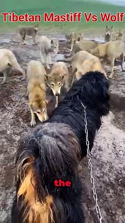 Wolves Respect This Dog! (Tibetan Mastiff)