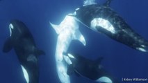 Orcas que atacan tiburones ballena: la impresionante estrategia de caza liderada por Moctezuma