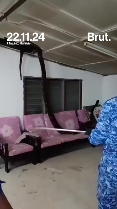 Un serpent tombe du toit de sa maison