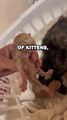 TWO HEADED KITTEN! #animals #animalstories #pets #animalrescue #cute #cuteanimals #natureglobal