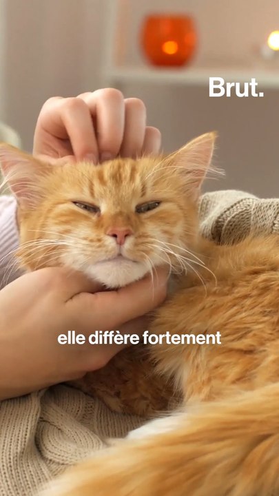 Comment le chat est devenu domestique ?