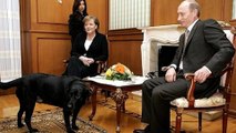 « Angela, excuse-moi » : 17 ans après, Poutine demande pardon à Merkel pour l’avoir effrayée avec son chien