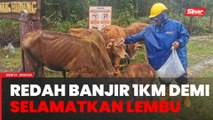 Warga emas redah banjir sejauh 1km selamatkan lembu ke kaki bukit