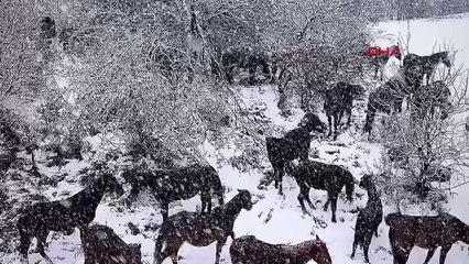 At Yaylası'ndaki yabani yılkı atları havadan görüntülendi