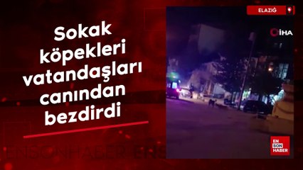 Elazığ'da sokak köpekleri vatandaşları canından bezdirdi