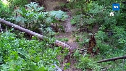 Sarıkamış ormanlarında süren yaban hayatından kesitler fotokapanda