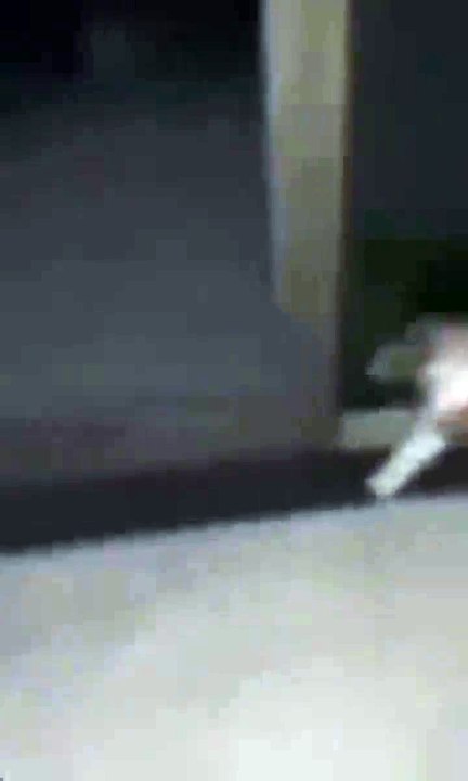 BatCat (video)