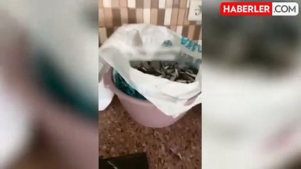 Pişirmek için aldığı balıklardan birinin hareket ettiğini gören kadın büyük panik yaşadı