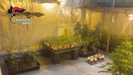 Giugliano, in casa serra di cannabis e "manuale" del coltivatore (29.11.24)
