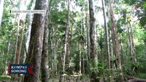 Perhutanan Sosial Jaga Hutan Papua dan Berdayakan Masyarakat Adat