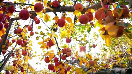 Panen Cuan, Petani Ubah Gurun Jadi Lahan Pertanian