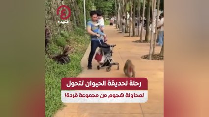 رحلة لحديقة الحيوان تتحول لمحاولة هجوم من مجموعة قردة!