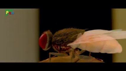 Makkhi__Eaga__Full_Hindi_Dubbed_Movie___Nani,_Samantha_Akkineni,_Sudeep,_S._S._Rajamouli(360p)