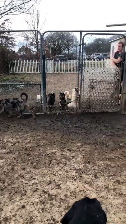 Excited Pomeranian is climbing the fence!