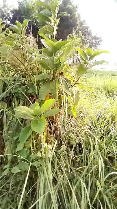 VID_20201009_162027