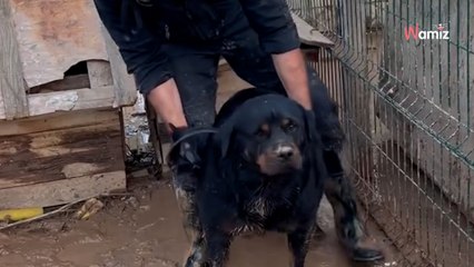 Heartwarming rescue of Rottweiler, who almost died from hypothermia after DANA
