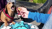 I upcycled a rusty old bike and became Blackpool's first mobile dog treat vendor