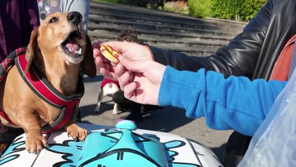I upcycled a rusty old bike and became Blackpool's first mobile dog treat vendor