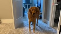 Injured Golden Retriever goes to cat for sympathy: Here's her hilarious reaction